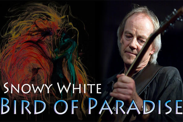 Snowy White-Bird of paradise